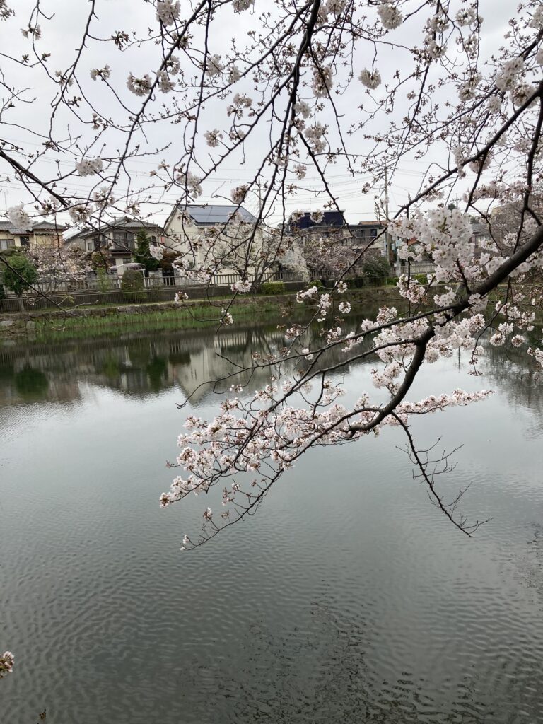 桜の開花～満開